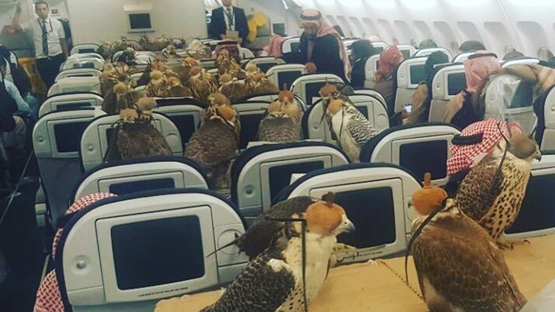 Saudi Prince Apparently Bought Plane Tickets for 80 Falcons