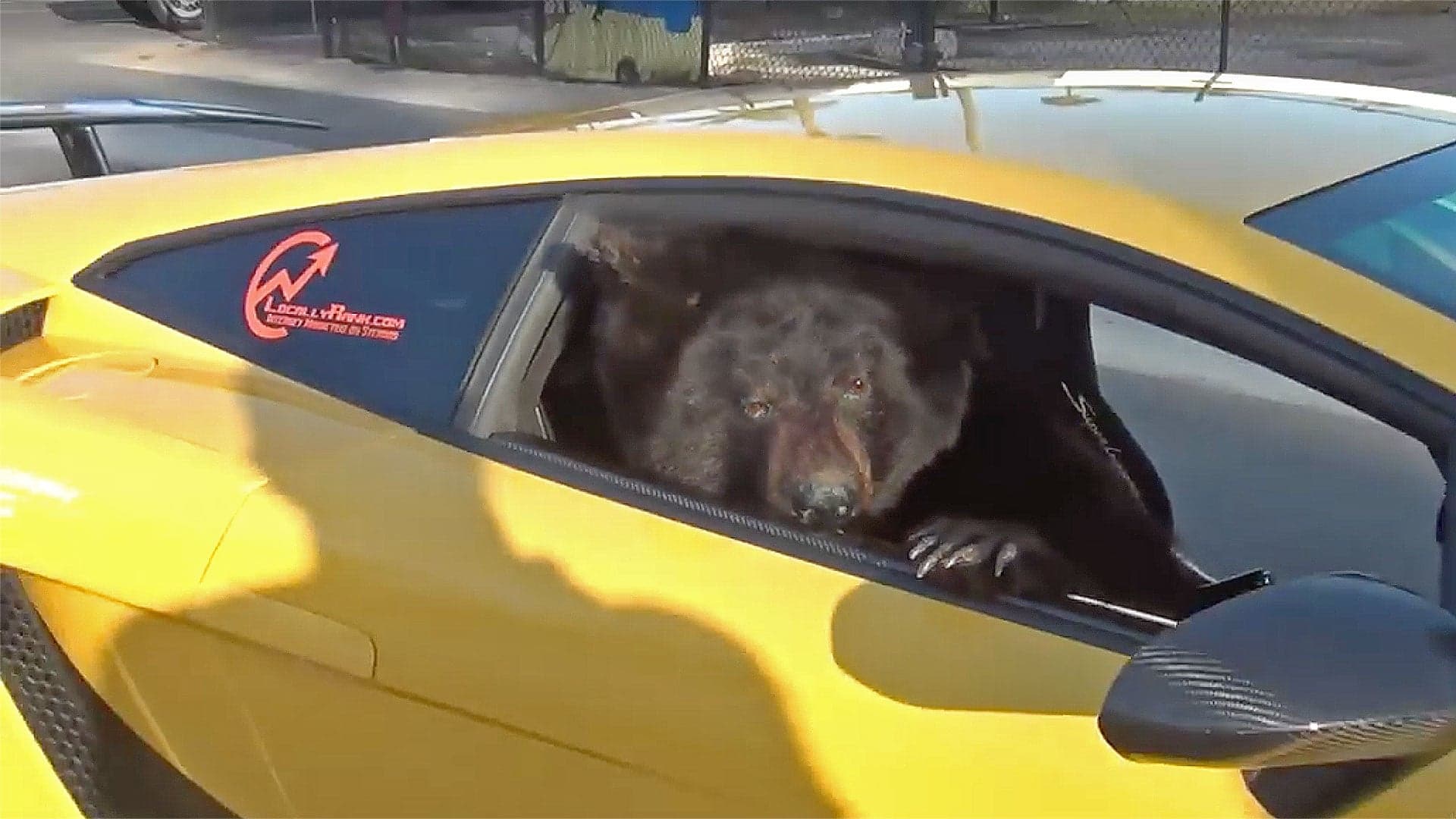 A Bear in a Lamborghini Is Timeless Entertainment