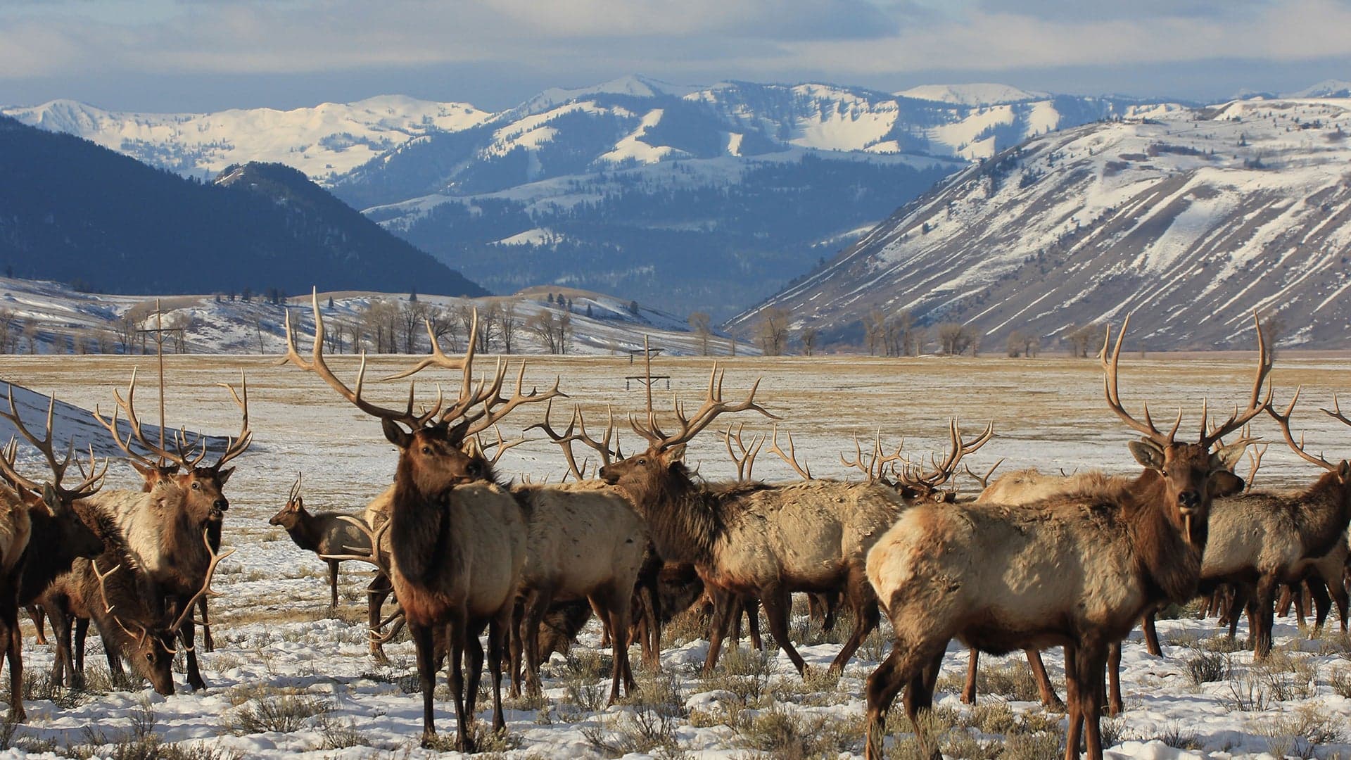 Drone Causes Massive Elk Stampede in Wyoming