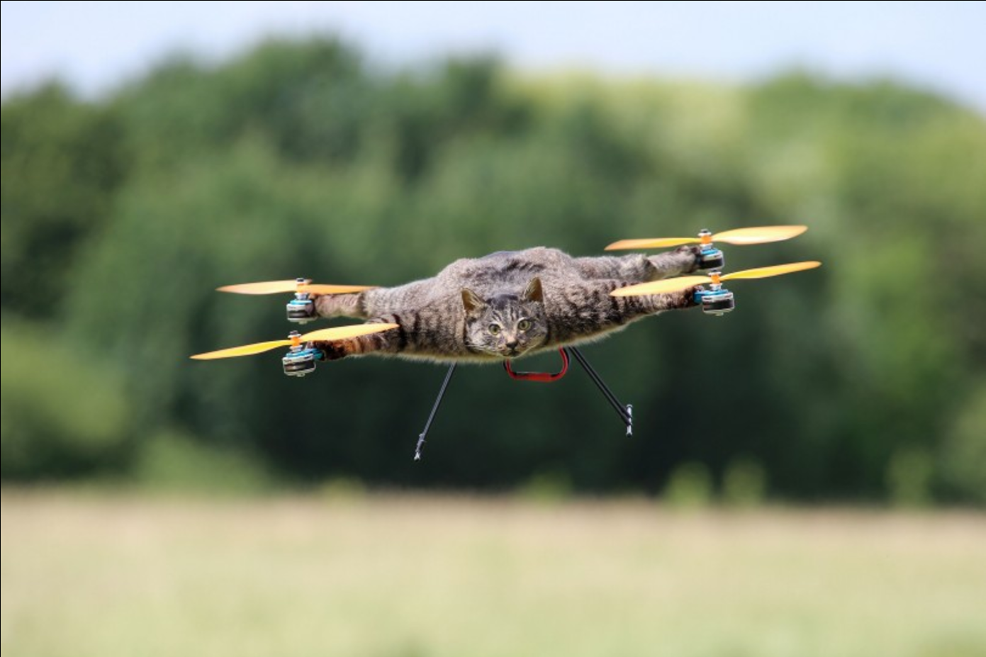 Copter Company Turns a Dead Cat Into a Drone