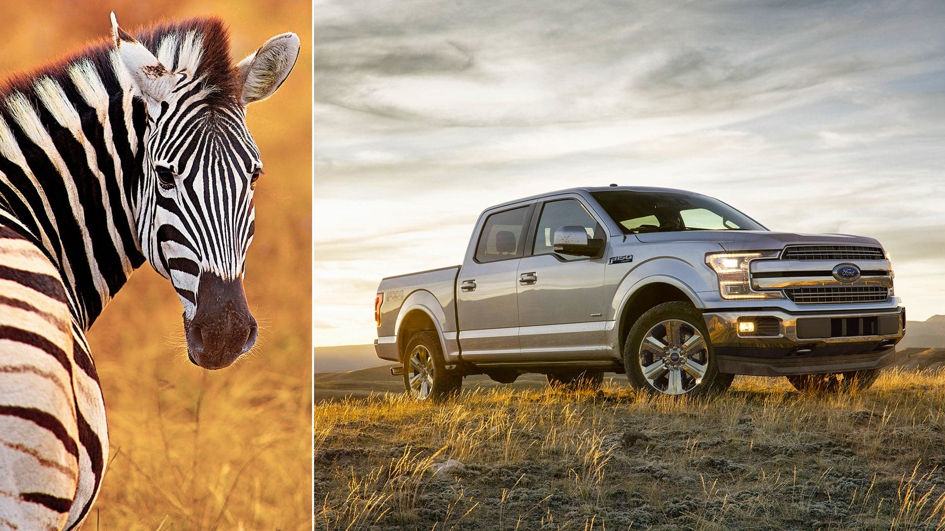 Escaped Zebra in Florida Hits Ford F-150 During Dash for Freedom