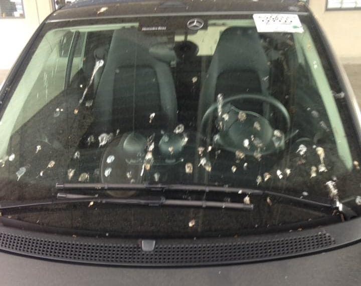 Hateful Birds Blocked This Smart Car at Auction