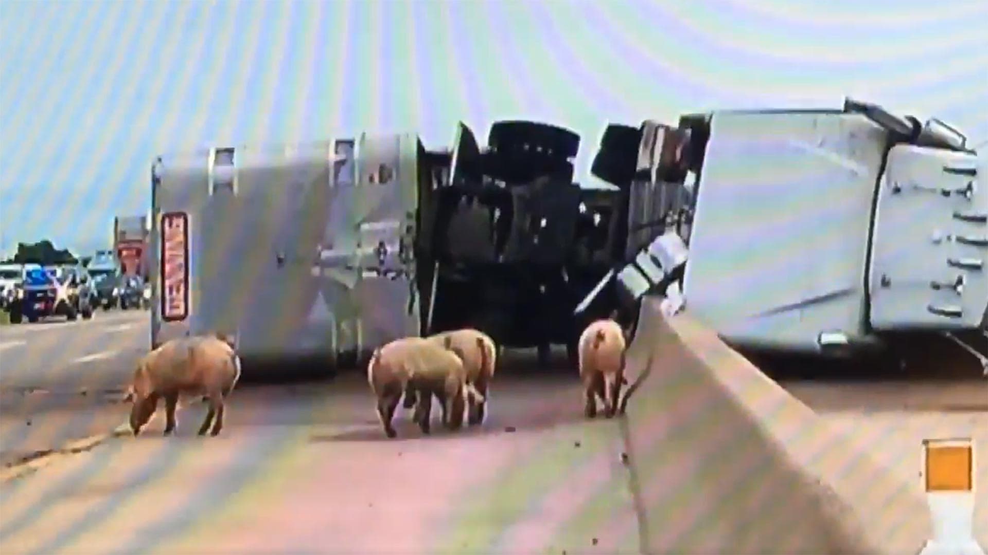Dozens of Pigs Released Onto Texas Highway After Crash