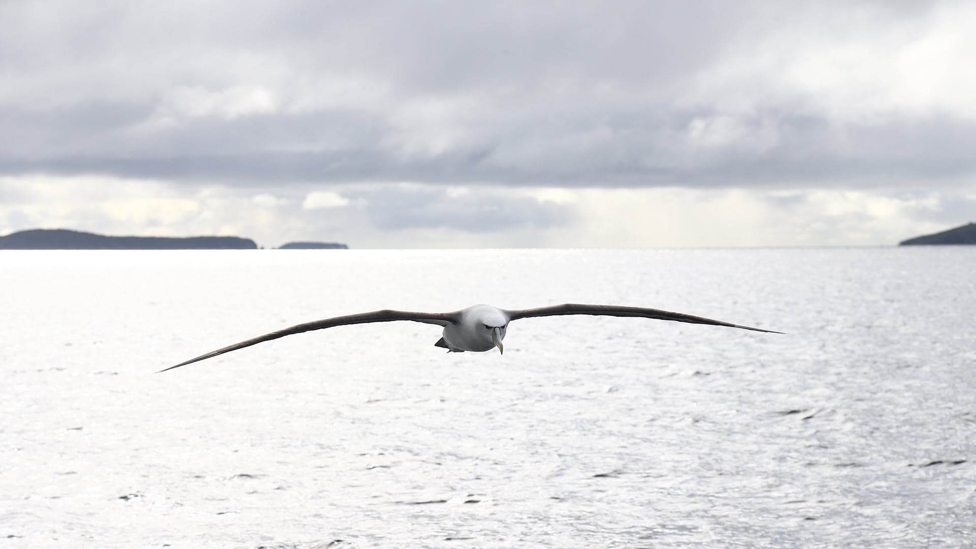Drone Researchers Unintentionally Figured Out Why Albatross Wings are Black