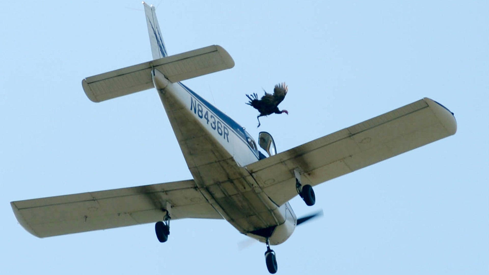 FAA Investigating After Pilot Bombs Arkansas Festival With Live Turkeys