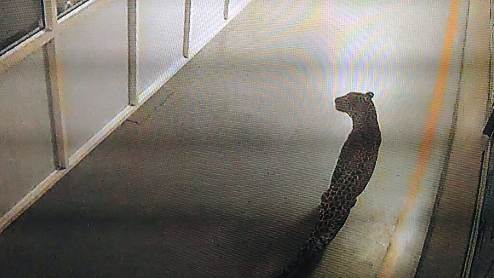 Leopard Caught in India’s Largest Car Factory After 36-Hour Chase