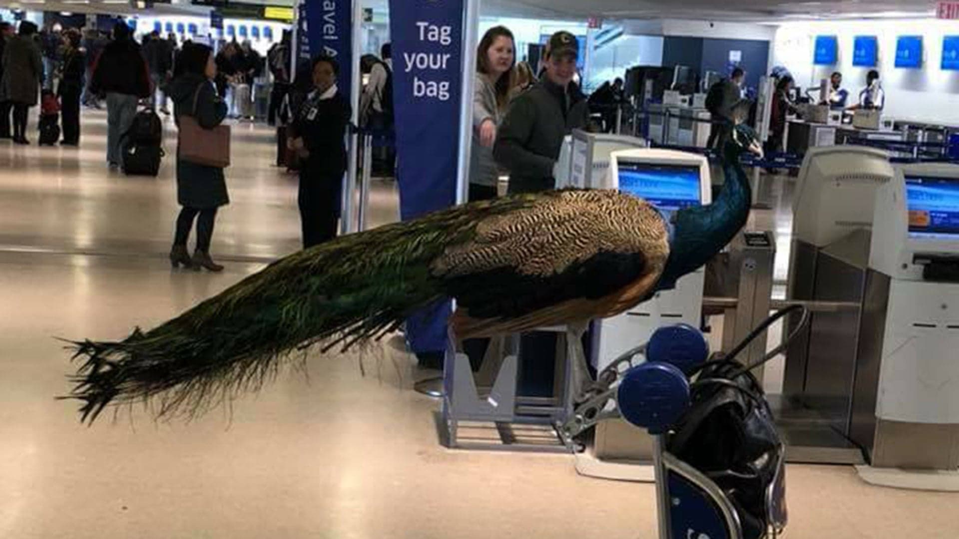 United Airlines Refuses To Let Woman Fly With Emotional Support Peacock