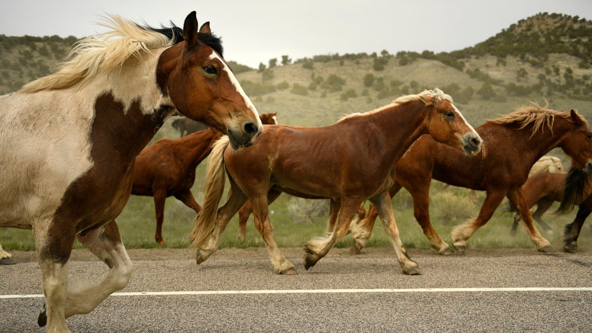 Loose Horses Tie Up Suburban Massachusetts Highway