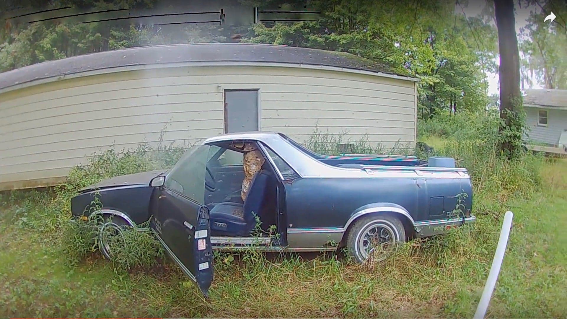 Watch Courageous ‘Bee Man’ Free a Chevrolet El Camino Taken Hostage by Giant Hornets