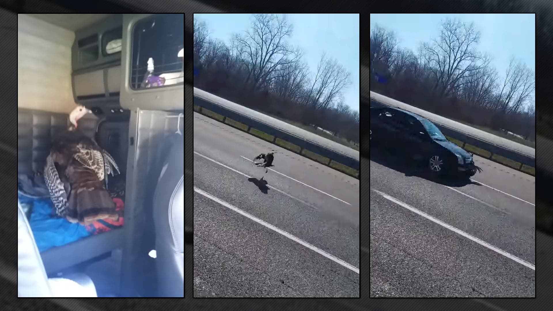 Watch a Turkey Survive Crashing Into Semi Truck at High Speed, Only to Escape and Get Hit by Other Car