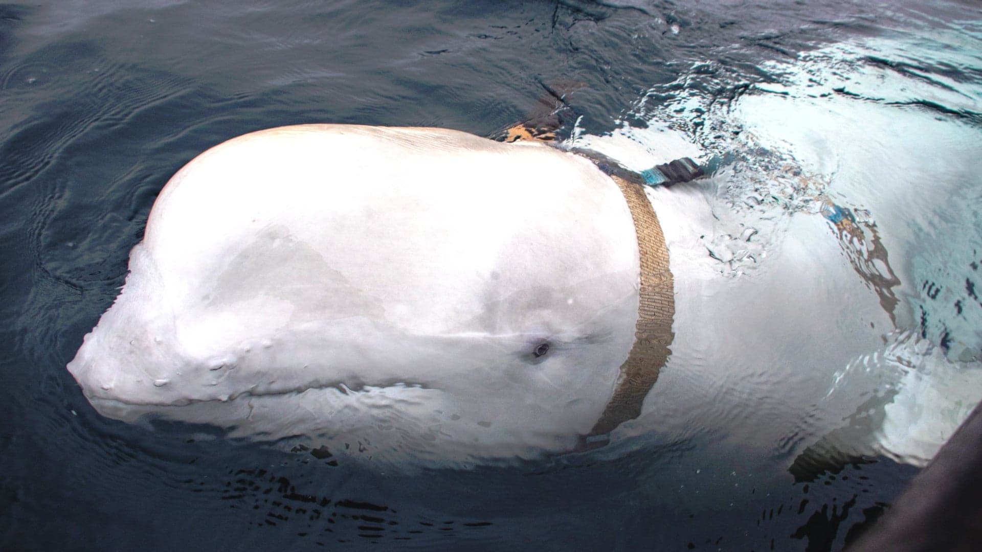 Did This Beluga Whale Escape From A Russian Navy Training Program?