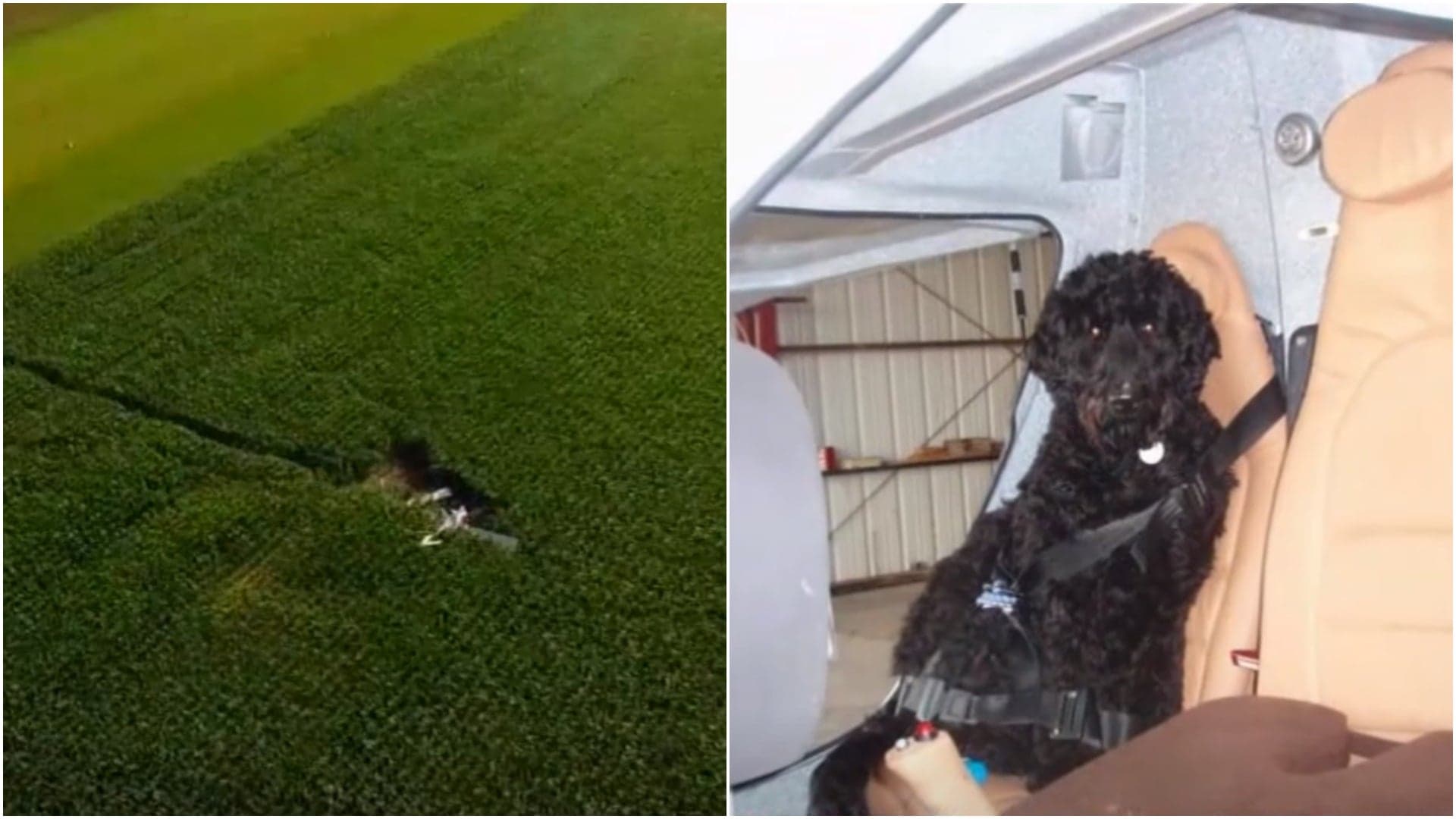 90-Year-Old Pilot Crashes Airplane After Dog Co-Pilot Interferes With Controls During Flight