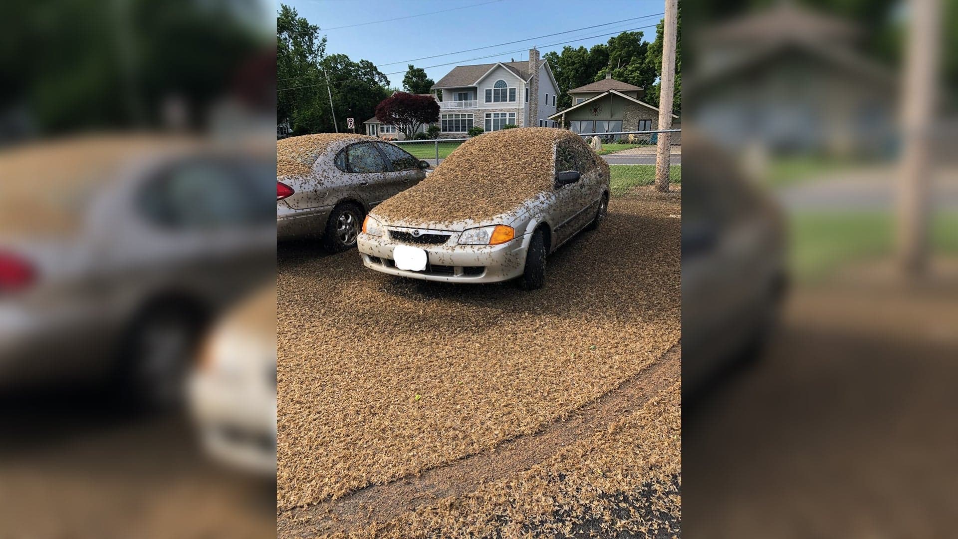This Photo of a Mazda Covered in Thousands of Bugs Is Horrifyingly Real