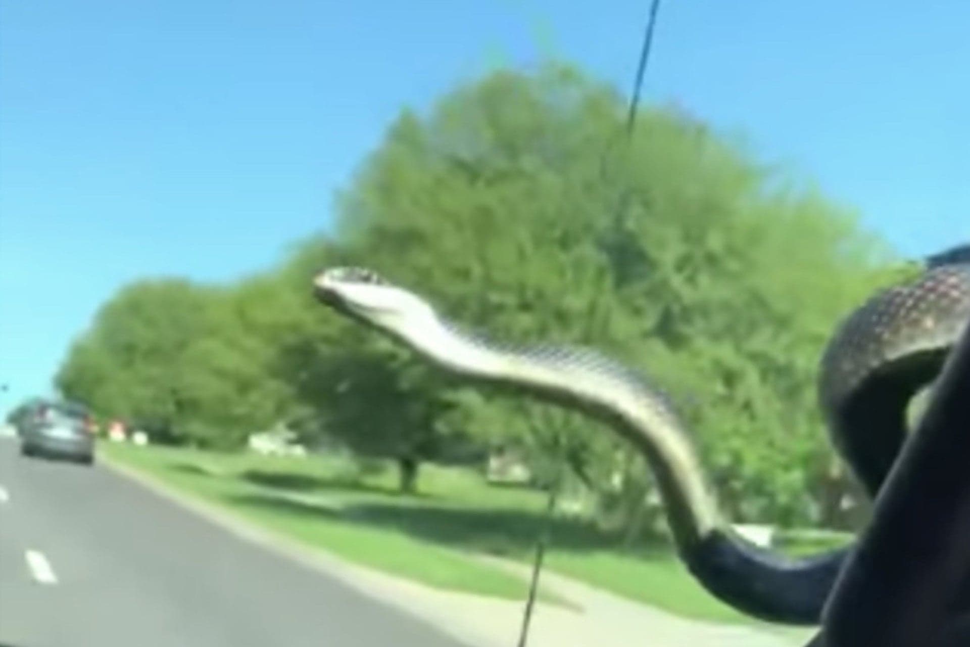 Watch Fearless Snake Slither Across Ford F-150’s Windshield While Driving Through Town