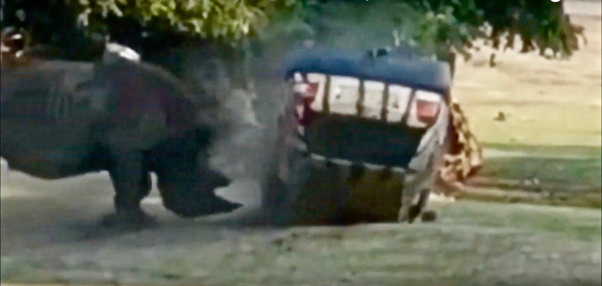 Watch an Angry Rhino Toss Around a Zookeeper’s VW Golf Like It’s a Toy