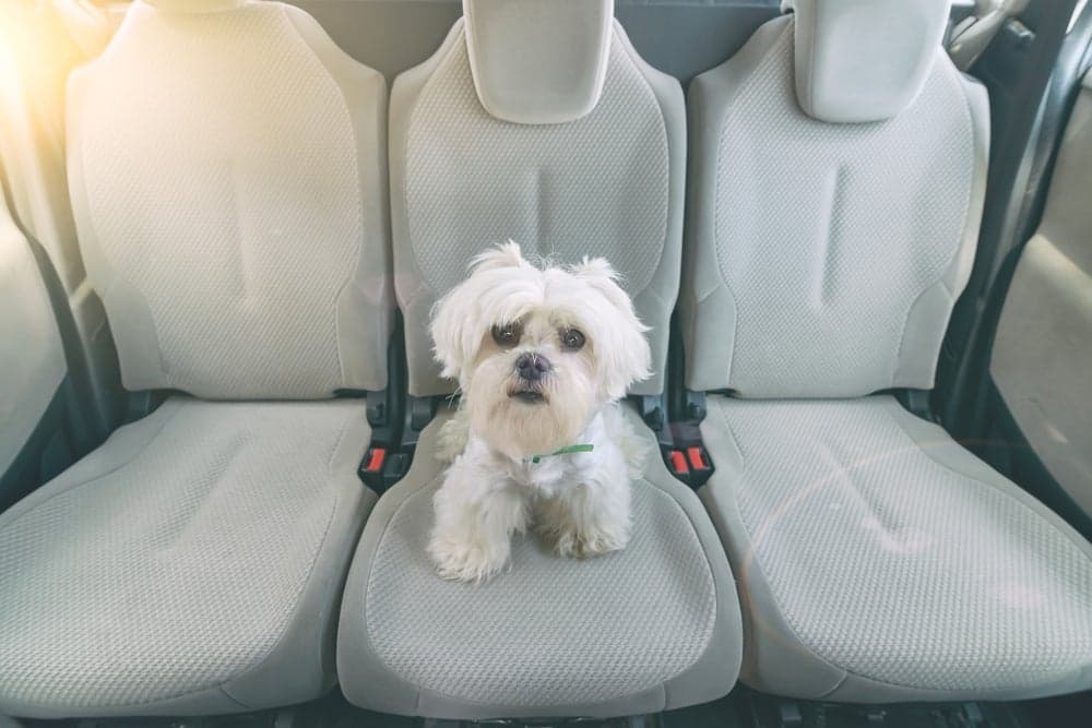Best Dog Seat Covers: Keep Your Dog Comfortable on Long Rides