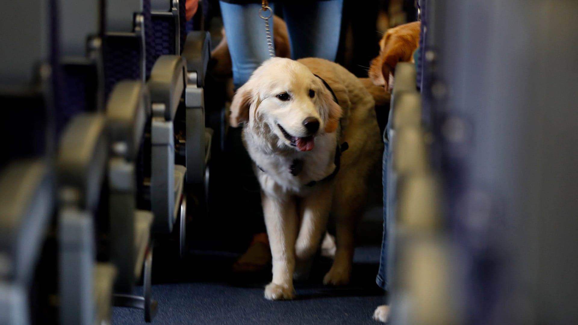 Airlines No Longer Have to Allow Emotional Support Animals on Flights, DOT Rules