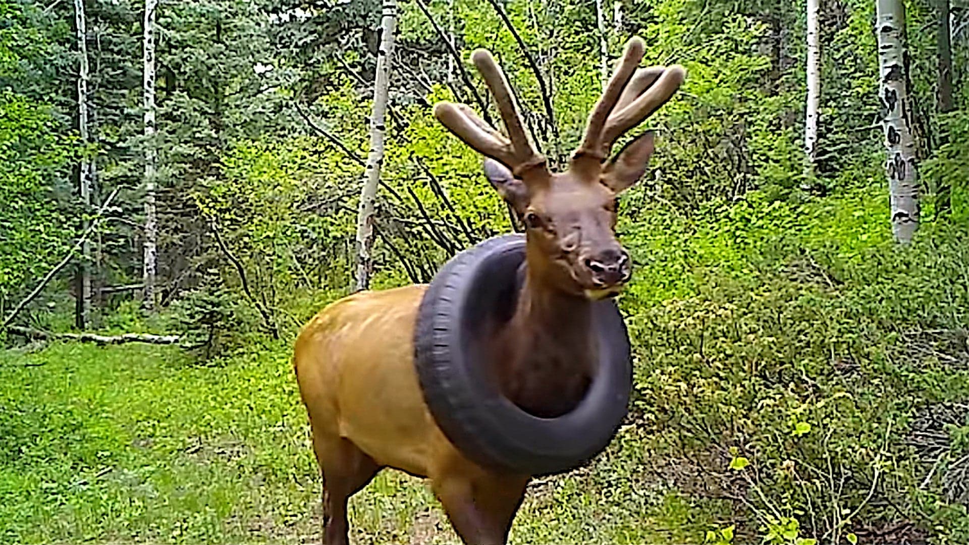 Tire Stuck Around Elk’s Neck Finally Removed After Two Years
