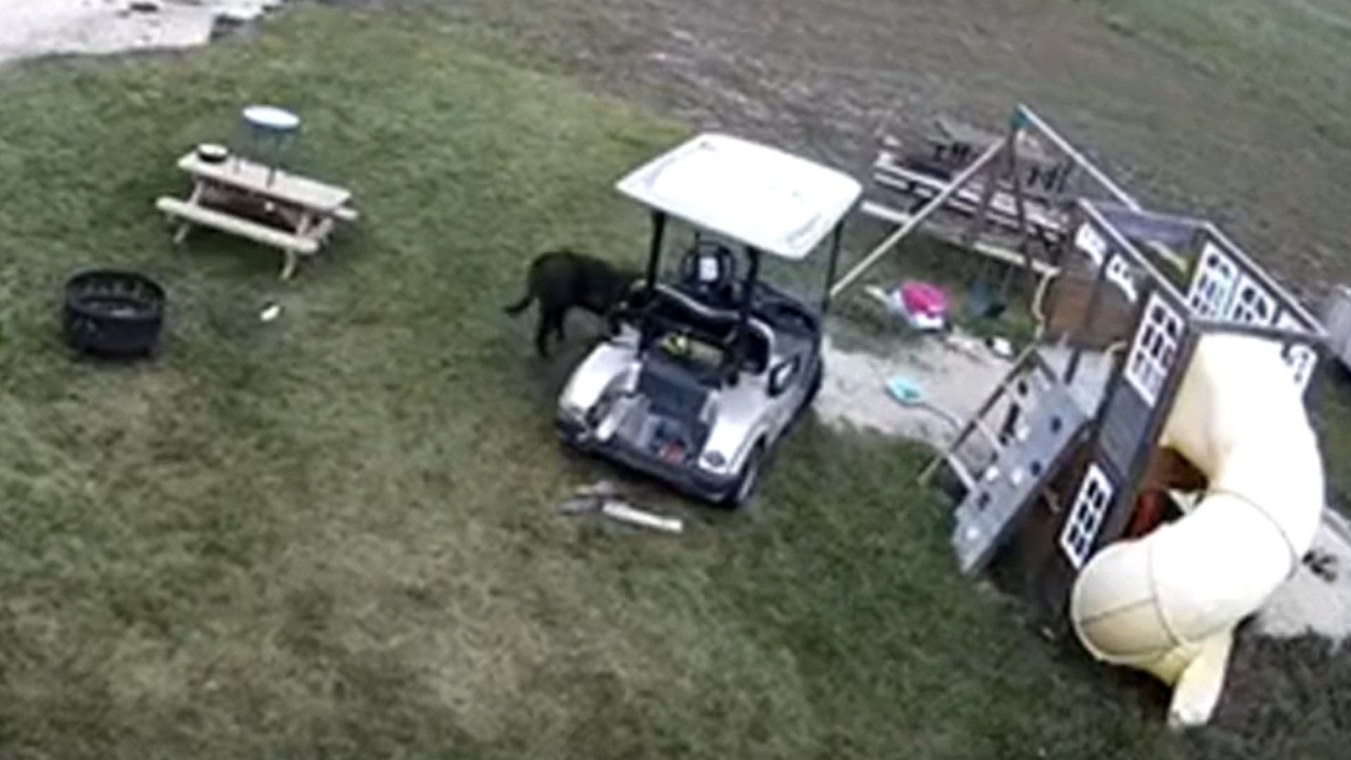 Watch a Dog Take a Golf Cart for a Spin, Hit a Truck, Trot Away