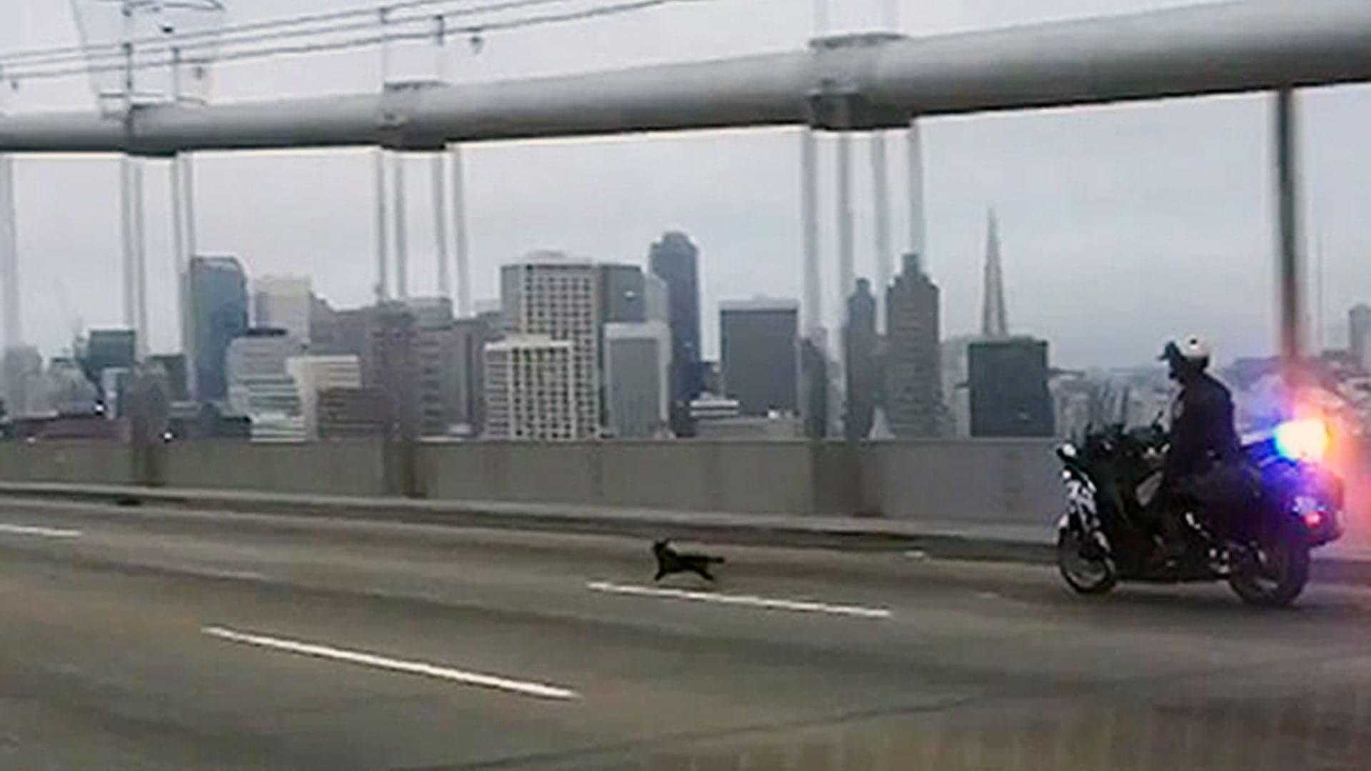 Watch Cops Chase a Chihuahua Across the Bay Bridge