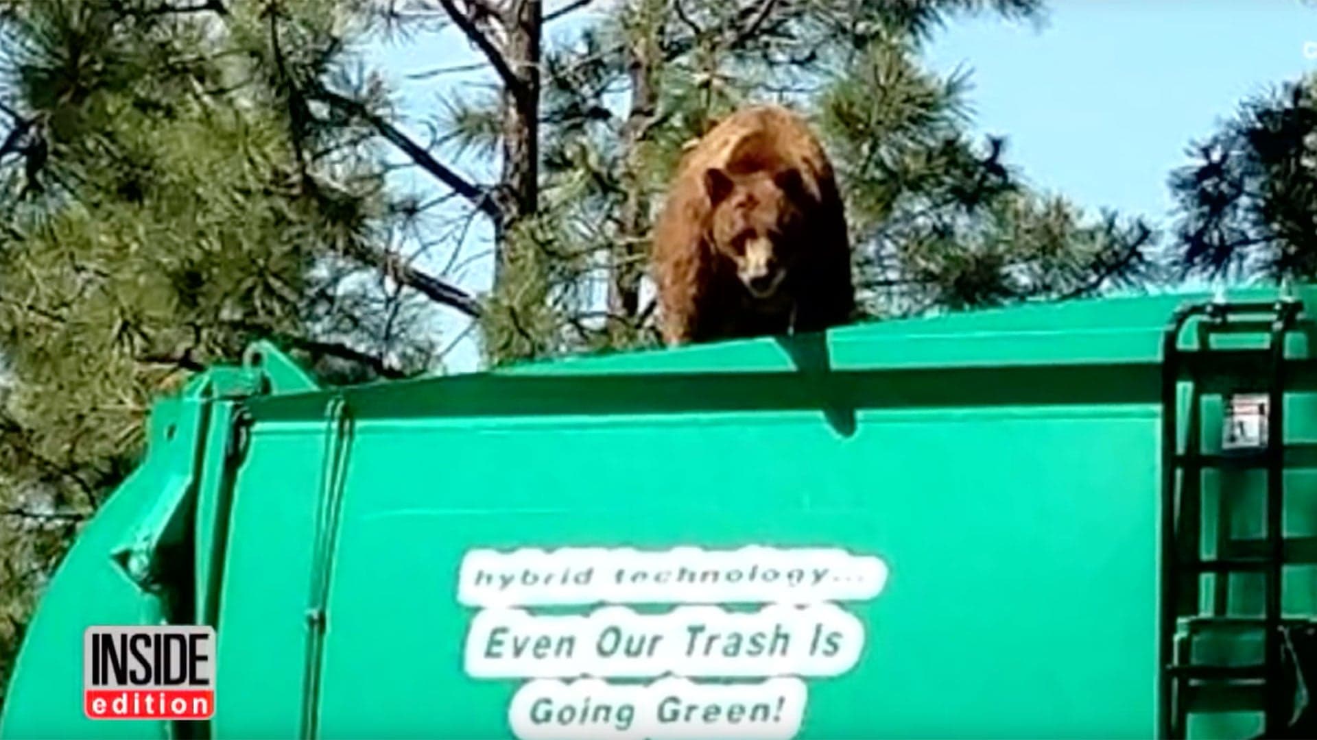 Watch a Bear Take a Ride On a Garbage Truck