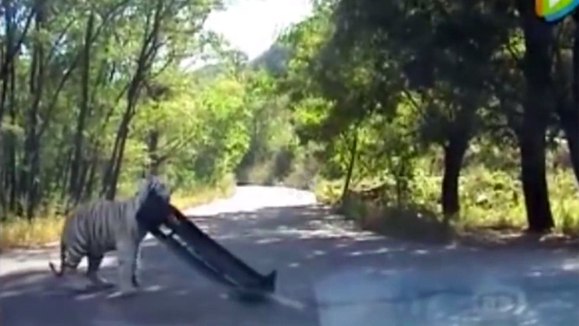 Watch This Tiger Rip the Bumper Off a Car