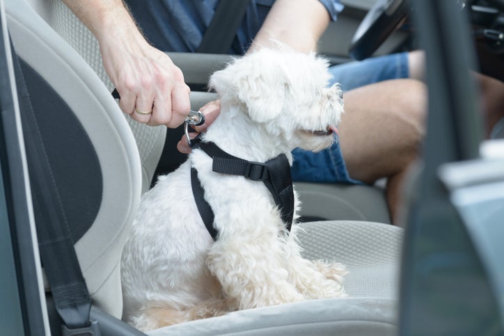 dog seat belt loop