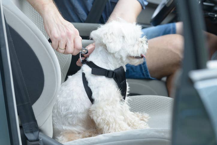 A dog being fastened into a dog car harness