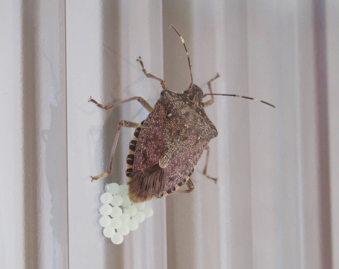 message-editor%2F1634681142406-brown_marmorated_stink_bug_laying_eggs.jpg