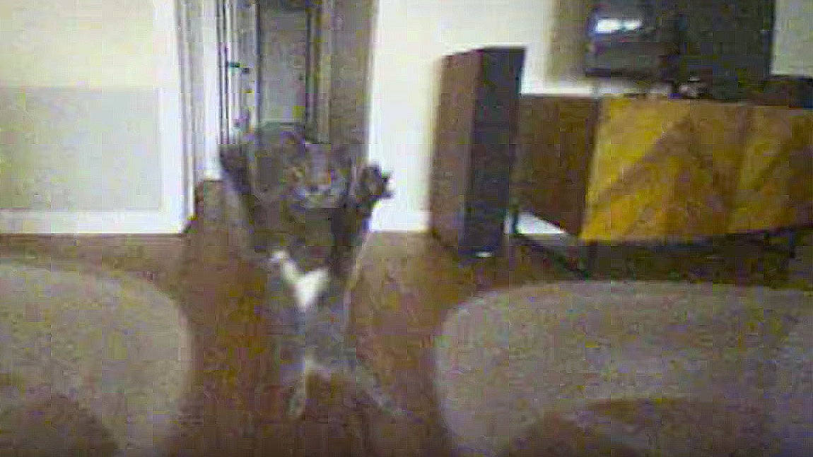 Onboard Drone Video Shows What it’s Like to be Hunted by a Cat