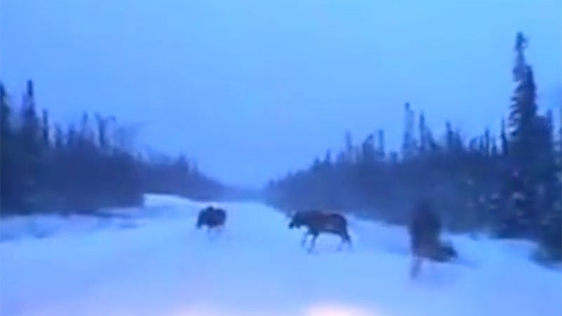 Watch This Driver Narrowly Avoid a Herd of Moose in Canada