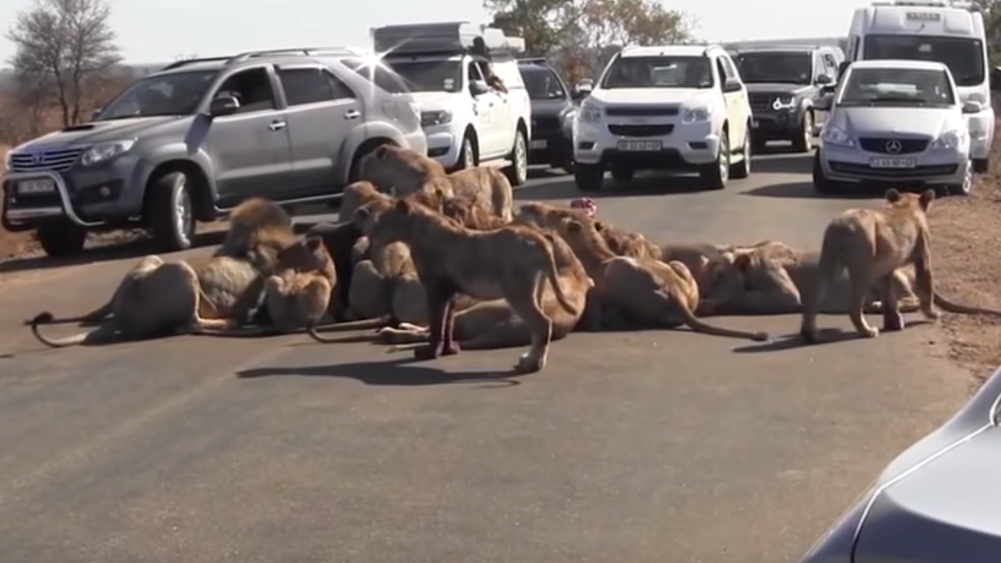 18 Hungry Lions Bring Traffic to Standstill in South Africa