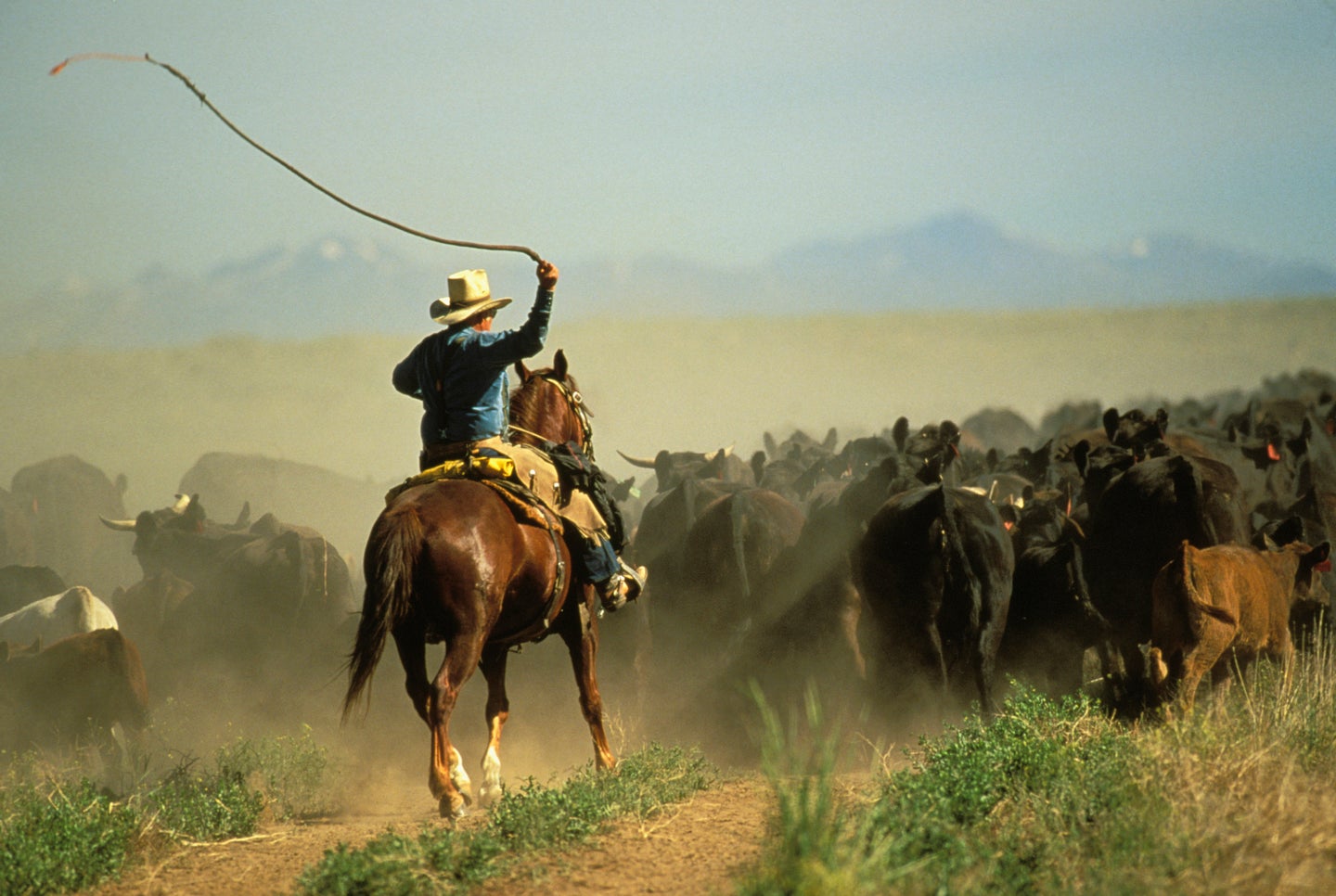 Senior cowboy on horse using bullwhip, driving cattle, rear view
