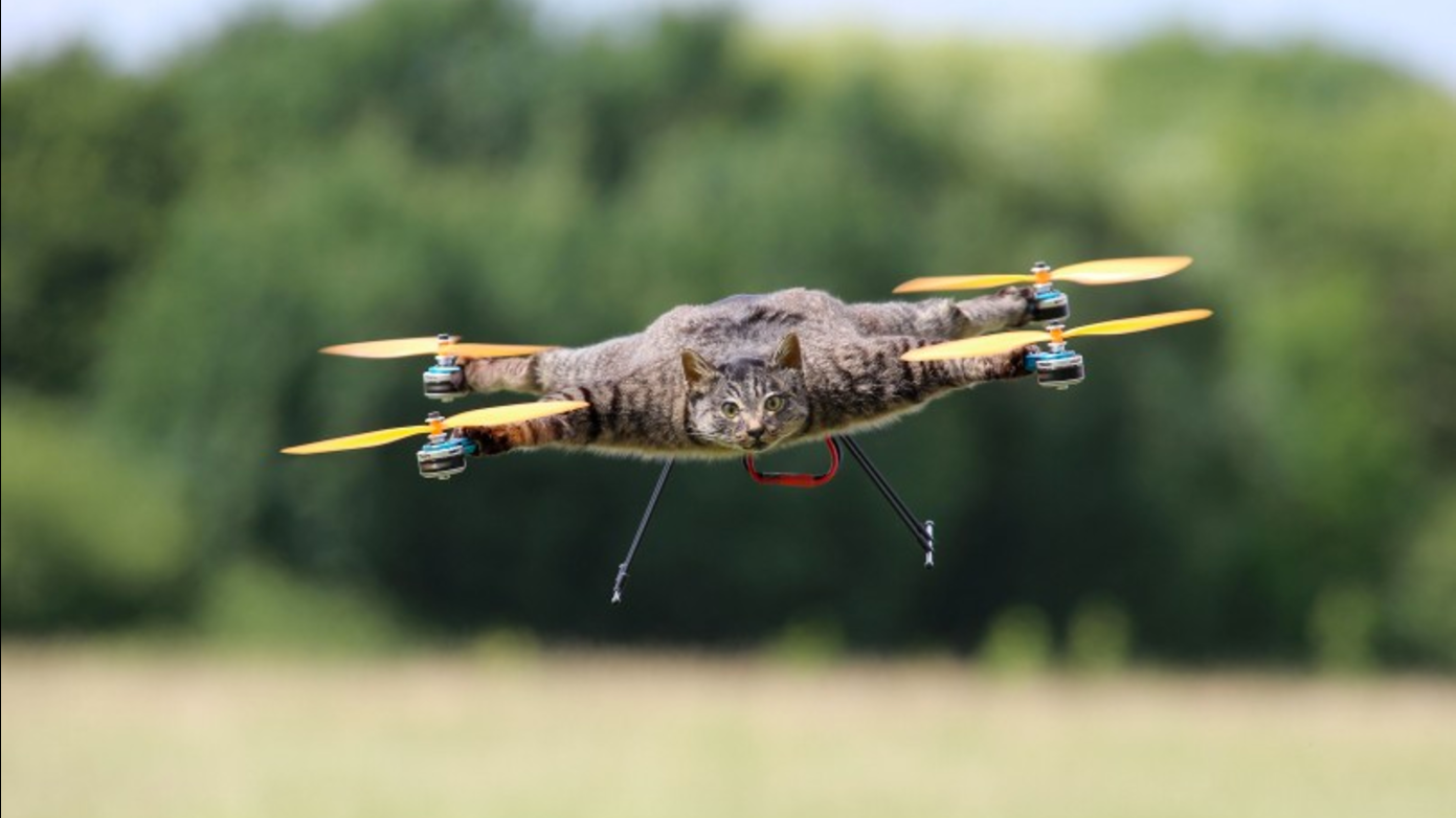 Copter Company Turns a Dead Cat Into a Drone