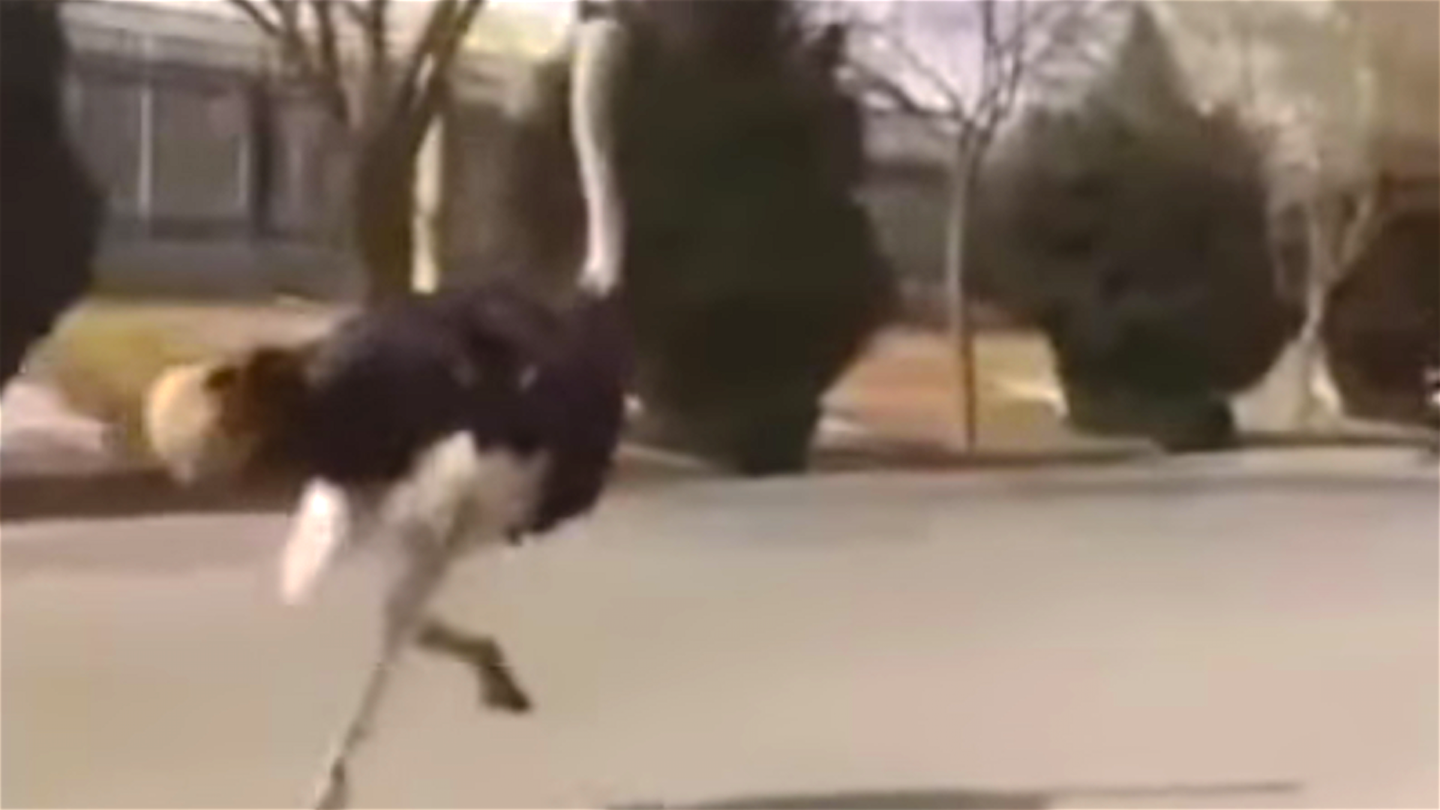 Escaped Ostrich Tears Down a Chinese Highway