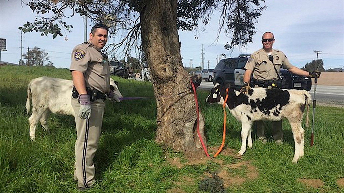 California Police Find Two Calves Stuffed Inside a Honda Civic