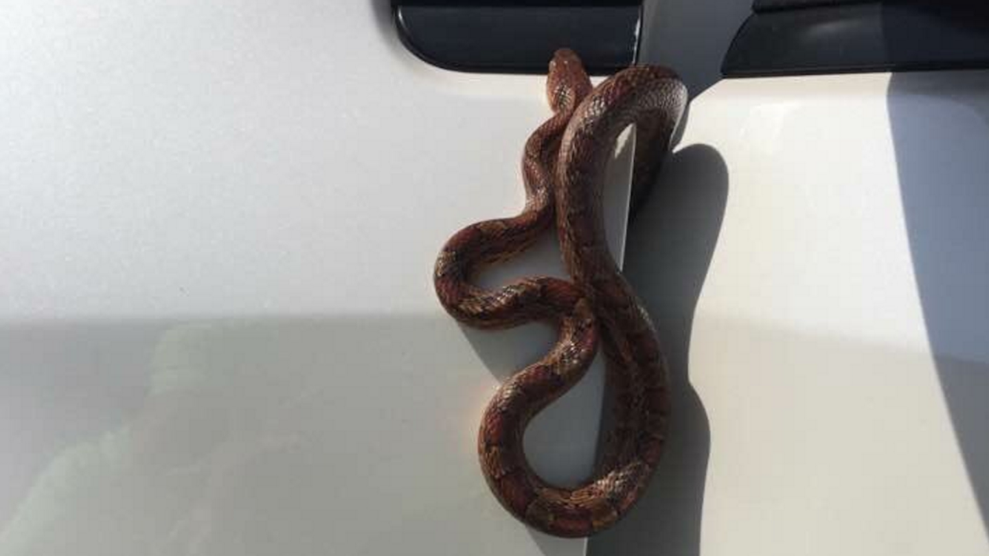 Florida Woman ‘Almost Crashes’ Car After Snake Crawls Out of Air Vent
