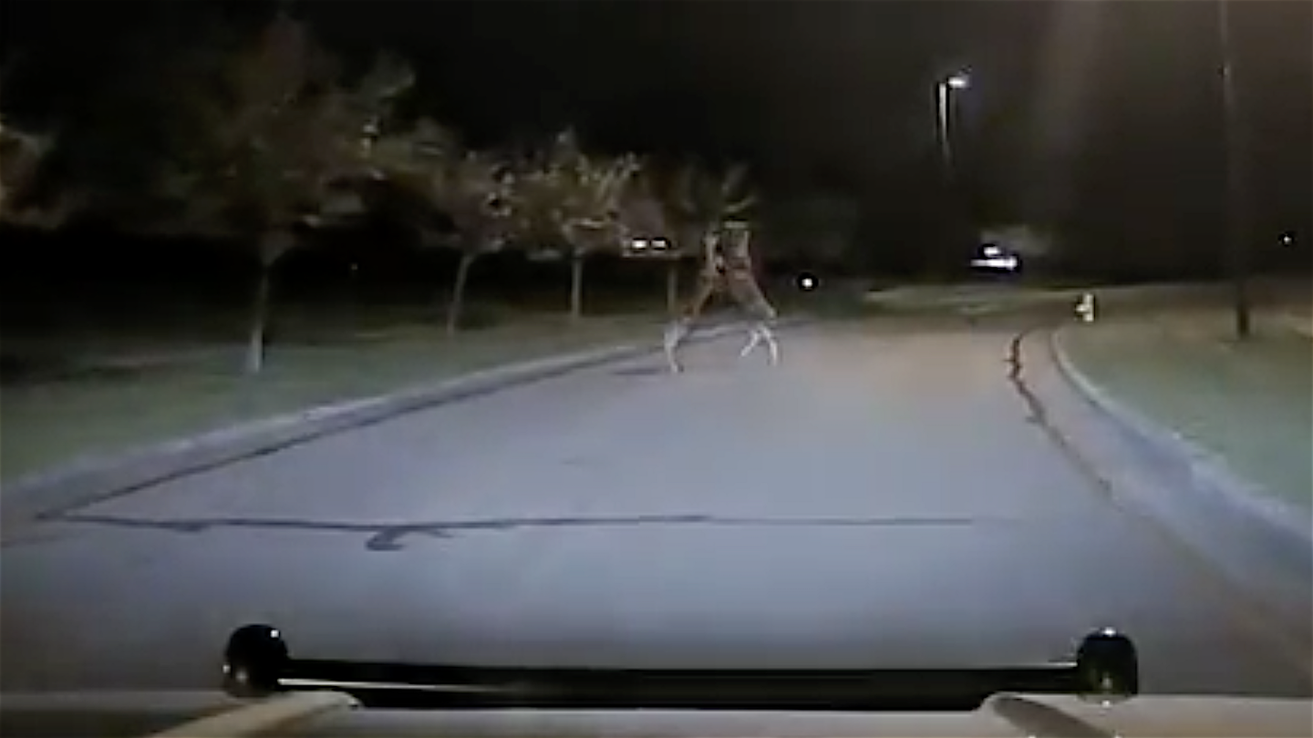 Cop Car Dash Cam Captures Two Deer Brawling in the Street