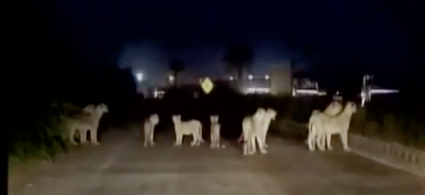 Watch This Family of Rare Lions Block Traffic on a Busy Indian Street