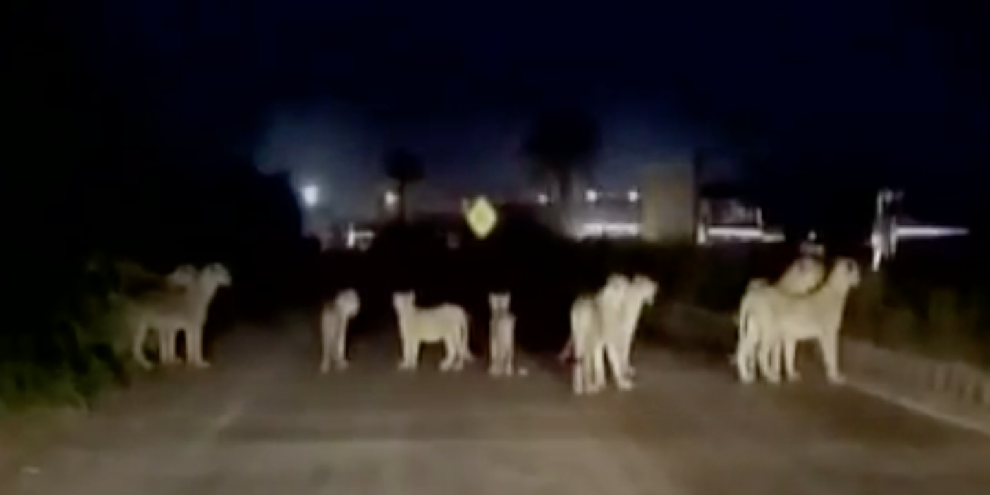 Watch This Family of Rare Lions Block Traffic on a Busy Indian Street