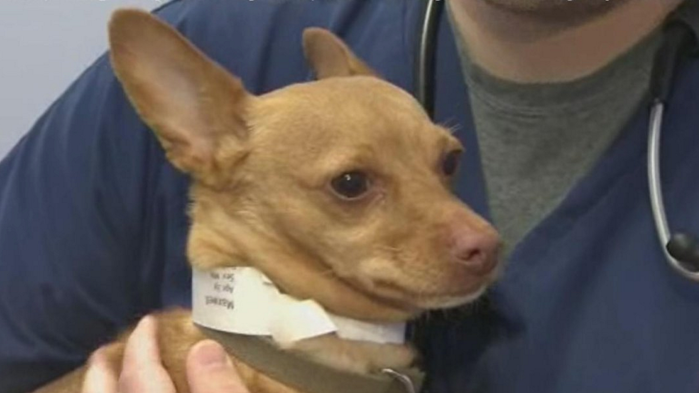 DUI Suspect Allegedly Found With Drunk Chihuahua in Car