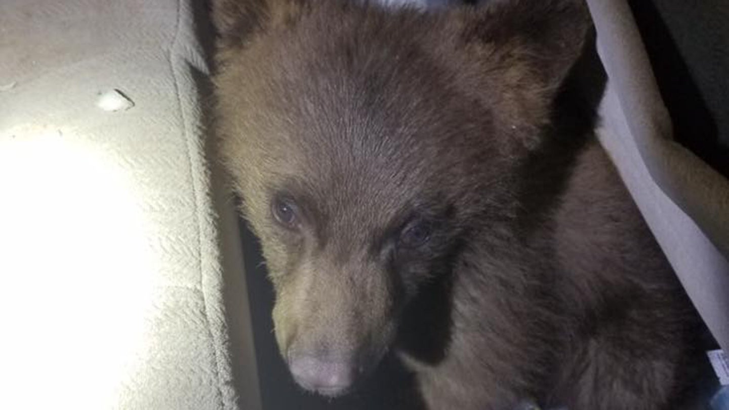 Adorable Bear Cub Turns Up in Colorado Car’s Back Seat