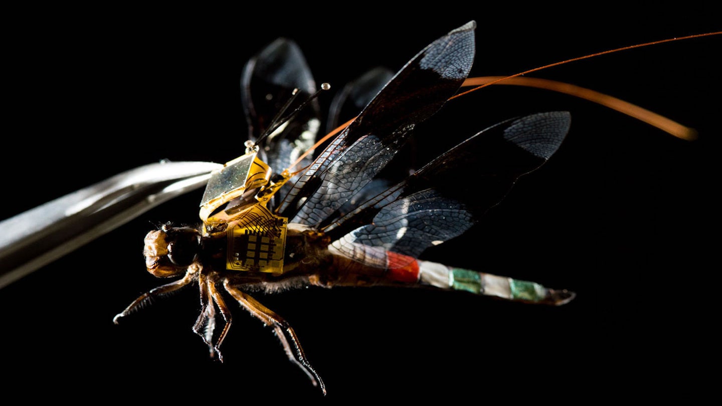 A Genetically-Modified Dragonfly Could Be the Smallest Drone Ever