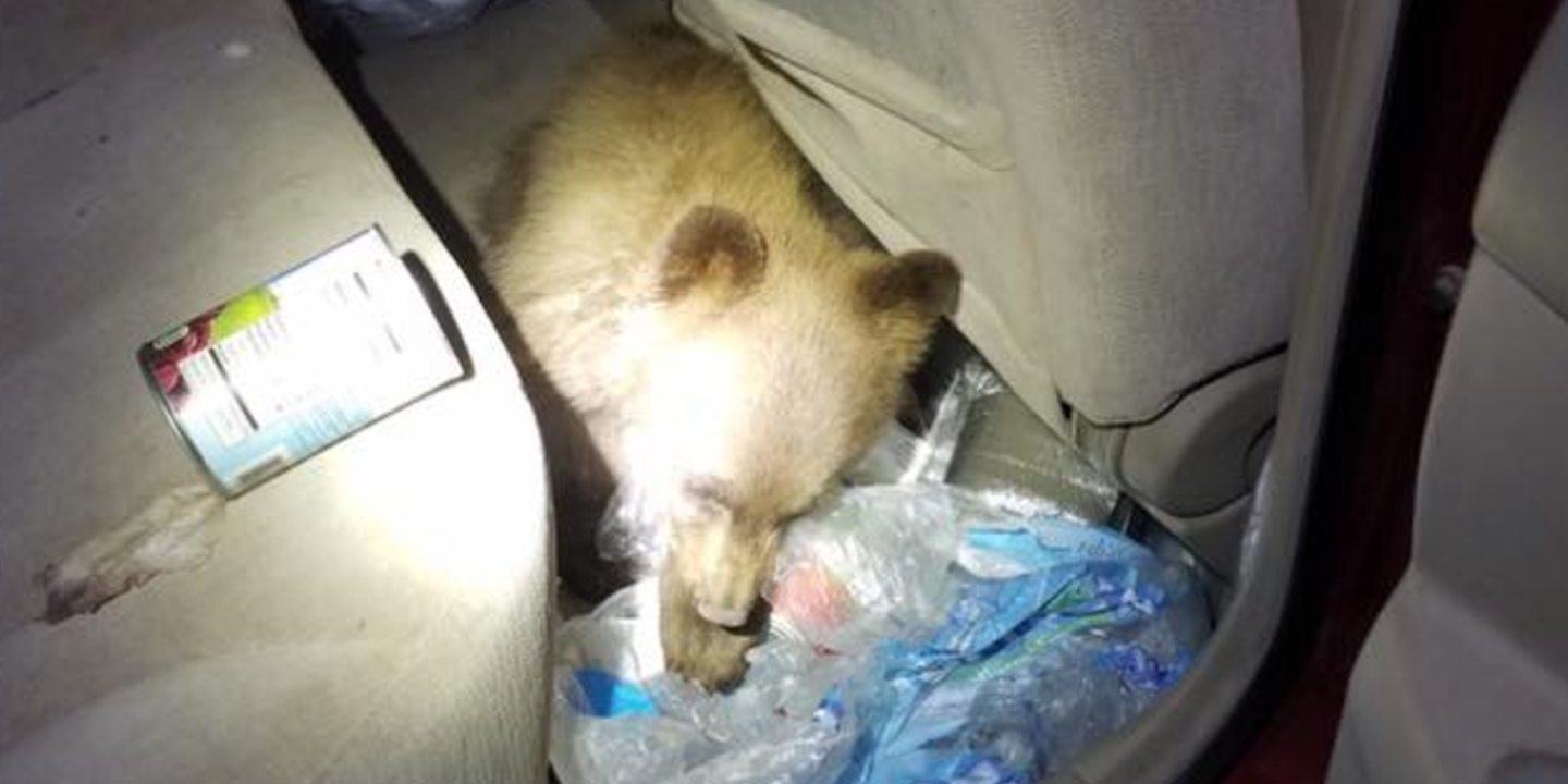 Adorable Bear Cub Turns Up in Colorado Car&#8217;s Back Seat