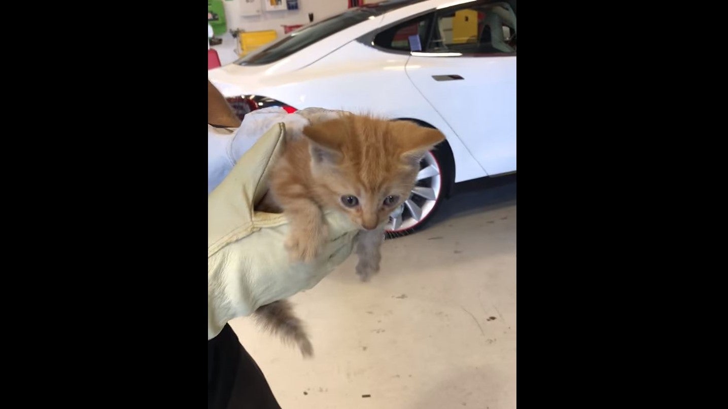 Watch a Tesla Service Center Save a Kitty from Inside a Bumper
