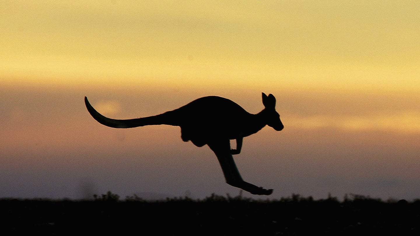 Volvo’s Self-Driving Cars Can’t Understand Kangaroos