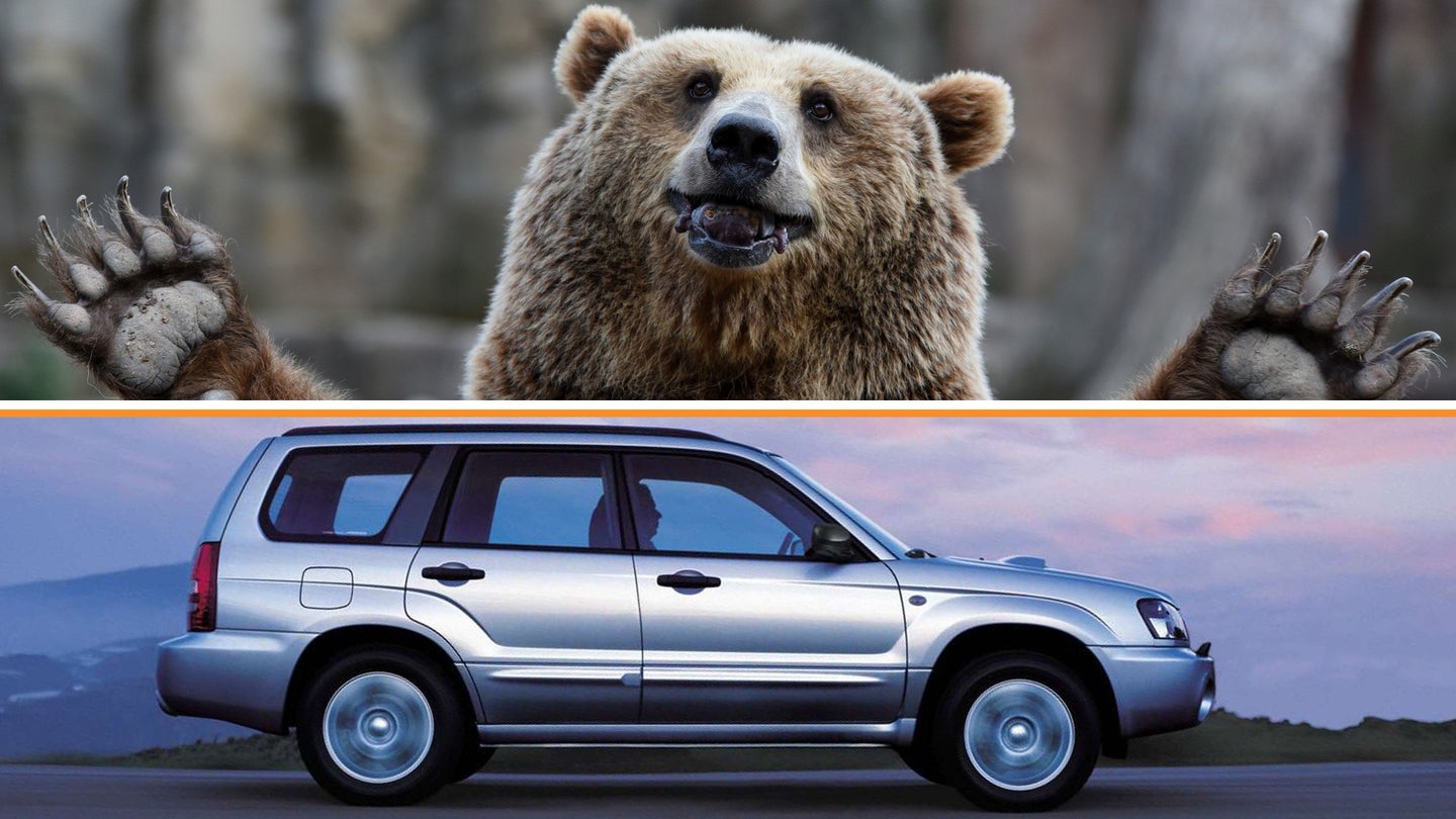 Joyriding Bear Crashes Subaru Into Mailbox in Most Colorado Story Ever