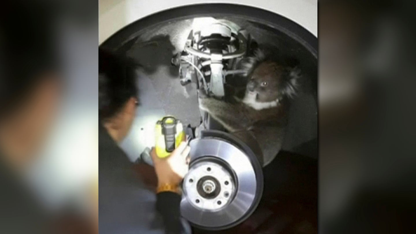 Koala Survives 10-Mile Trip in Truck’s Wheel Well in Australia