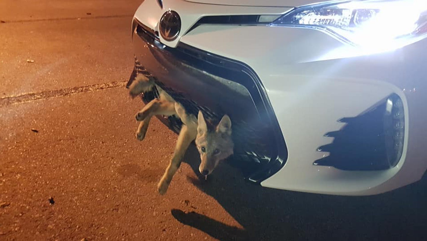 Coyote Survives 20-Mile Journey Trapped in a Toyota Corolla&#8217;s Grille
