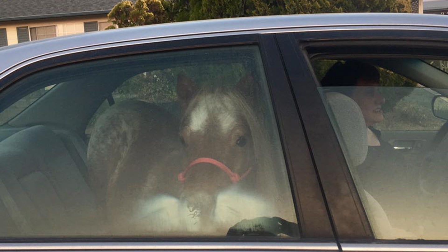 This Woman Saved Her Pony from California’s Wildfires in a Honda Accord